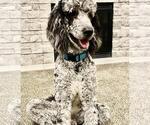 Small Photo #1 Sheepadoodle Puppy For Sale in NEW BALTIMORE, MI, USA
