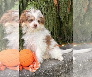 Pom-A-Poo Puppy for sale in MIDDLEBURY, IN, USA