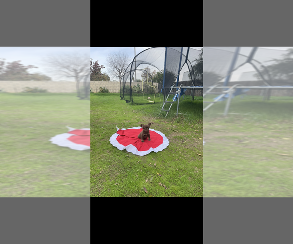 Medium Photo #2 French Bulldog Puppy For Sale in SAN DIEGO, CA, USA