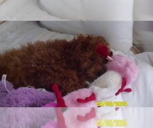 Poodle (Toy) Puppy for Sale in DULUTH, Georgia USA