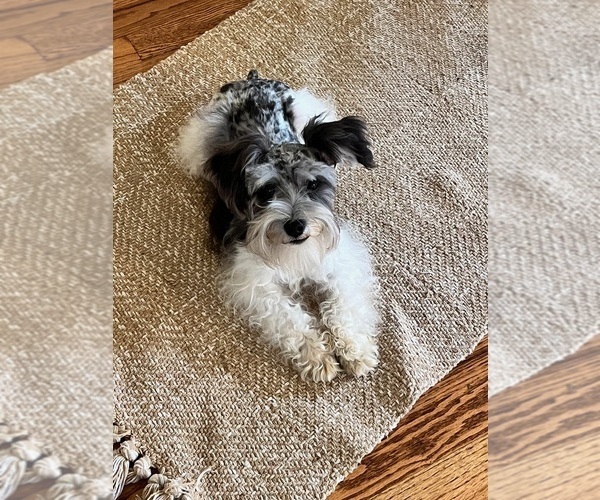 Medium Photo #1 Schnauzer (Miniature) Puppy For Sale in KINGSPORT, TN, USA