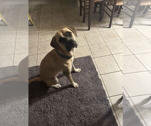 COURTESY POST: Caly - Female Boxer-Unknown Mix Dog for Adoption - Photo #3