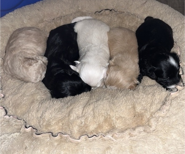 Medium Photo #1 Maltipoo (Miniature) Puppy For Sale in DOUGLAS, GA, USA