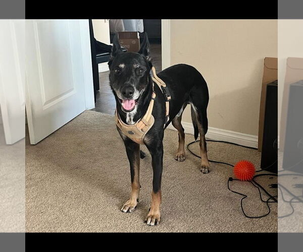 Medium Photo #4 Australian Kelpie-German Shepherd Dog Mix Puppy For Sale in Hayward, CA, USA