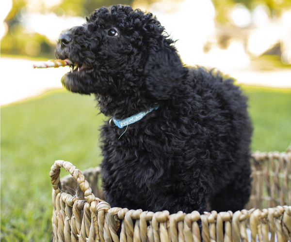 Medium Photo #1 Poodle (Standard) Puppy For Sale in FORT LAUDERDALE, FL, USA