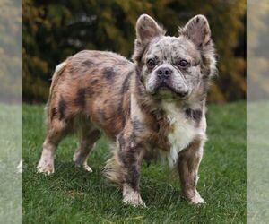Father of the French Bulldog puppies born on 04/15/2025