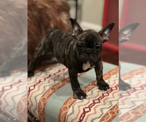 French Bulldog Puppy for sale in HOUSTON, TX, USA