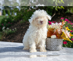 Puppy Opal Poodle (Miniature)