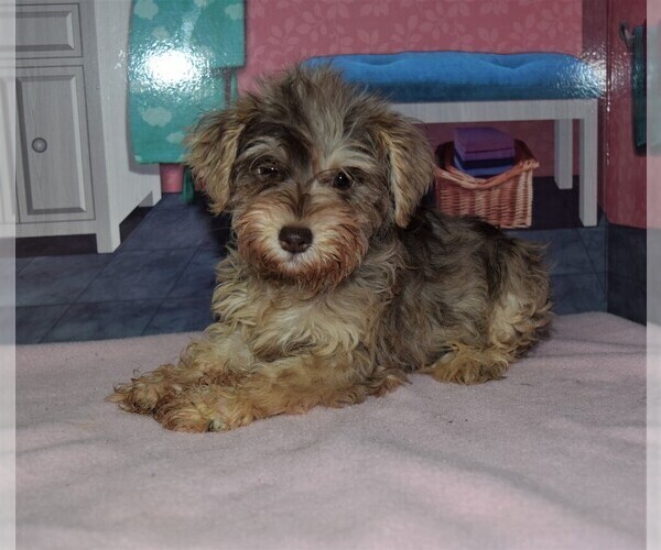 Medium Photo #1 Schnauzer (Miniature) Puppy For Sale in BARNESVILLE, KS, USA