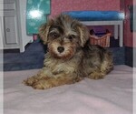 Small Photo #1 Schnauzer (Miniature) Puppy For Sale in BARNESVILLE, KS, USA
