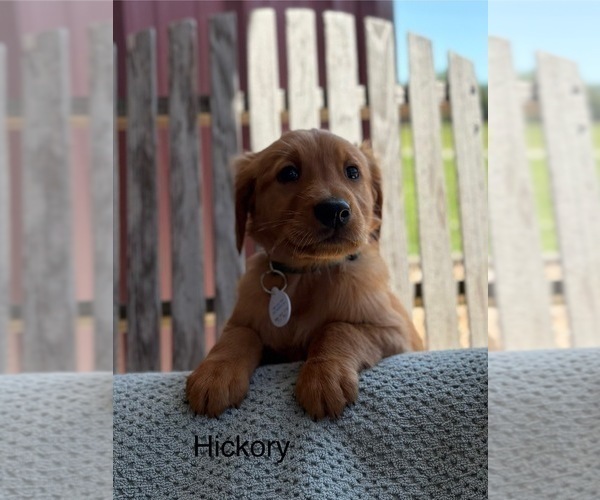 Medium Photo #21 Golden Retriever Puppy For Sale in MARSHFIELD, MO, USA