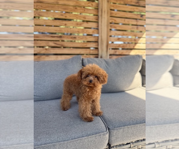 Medium Photo #1 Poodle (Toy) Puppy For Sale in PORTLAND, OR, USA