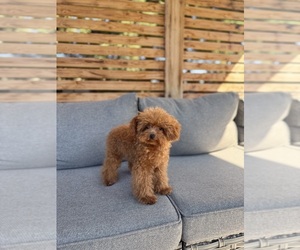 Poodle (Toy) Puppy for sale in PORTLAND, OR, USA