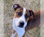 Small Photo #48 American Staffordshire Terrier Puppy For Sale in Kanab, UT, USA