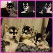 Small Photo #1 Siberian Husky Puppy For Sale in OTTAWA, OH, USA