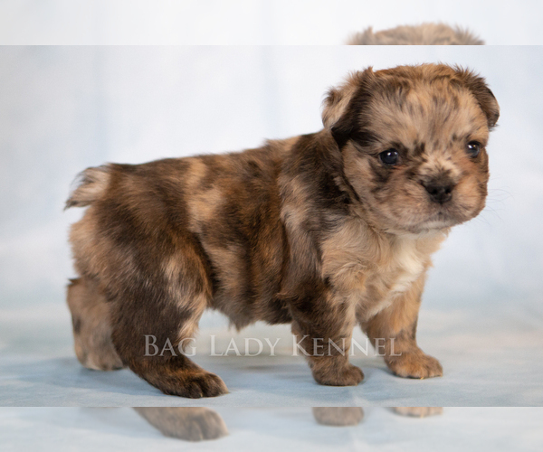 Medium Photo #7 French Bulldog Puppy For Sale in DESERT HOT SPRINGS, CA, USA