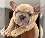 Small Photo #10 French Bulldog Puppy For Sale in SMYRNA, GA, USA