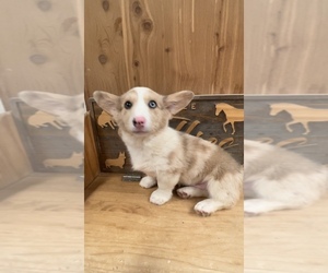 American Corgi Puppy for sale in SANDY VALLEY, NV, USA