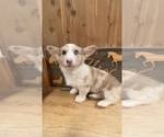 Image preview for Ad Listing. Nickname: Lolas Bluie SM