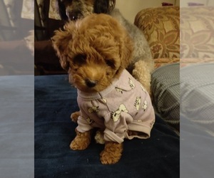 Poodle (Toy) Puppy for sale in BRANDON, MS, USA