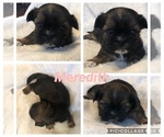 Small Photo #1 Shih Tzu Puppy For Sale in WAVERLY, IA, USA