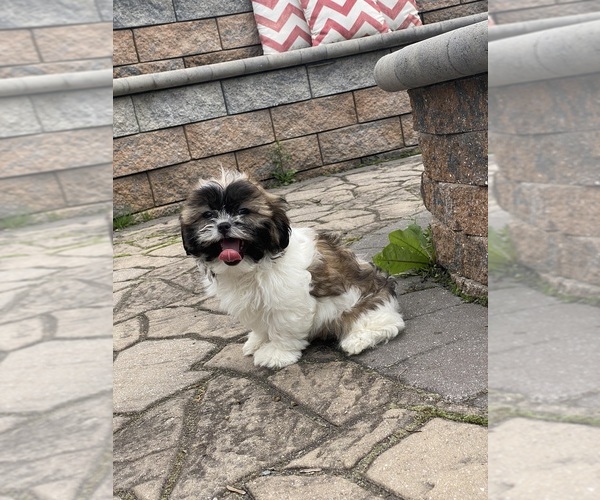 Medium Photo #1 Shih Tzu Puppy For Sale in CANOGA, NY, USA