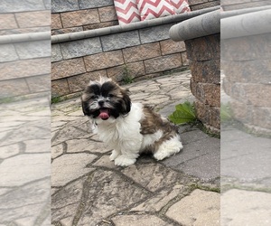Shih Tzu Puppy for sale in CANOGA, NY, USA