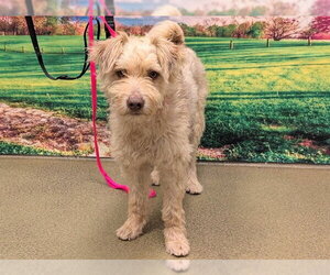 Mutt Dogs for adoption in Moreno Valley, CA, USA