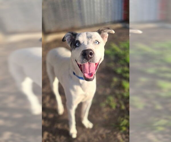 Medium Photo #1 Mutt Puppy For Sale in Riverside, CA, USA