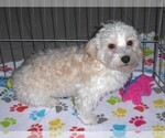 Small #10 Havanese