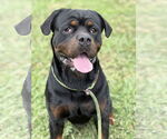 Small #1 Rottweiler Mix