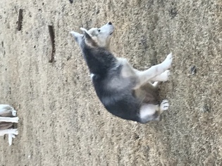 Siberian Husky Puppy for sale in LITTLE ELM, TX, USA