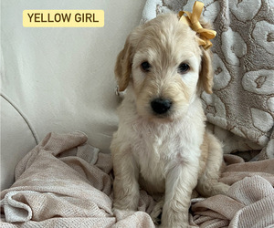 Goldendoodle Puppy for sale in CHICO, TX, USA