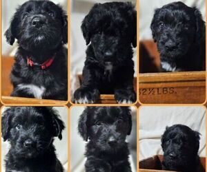 Aussiedoodle Puppy for sale in BRUCE, MS, USA