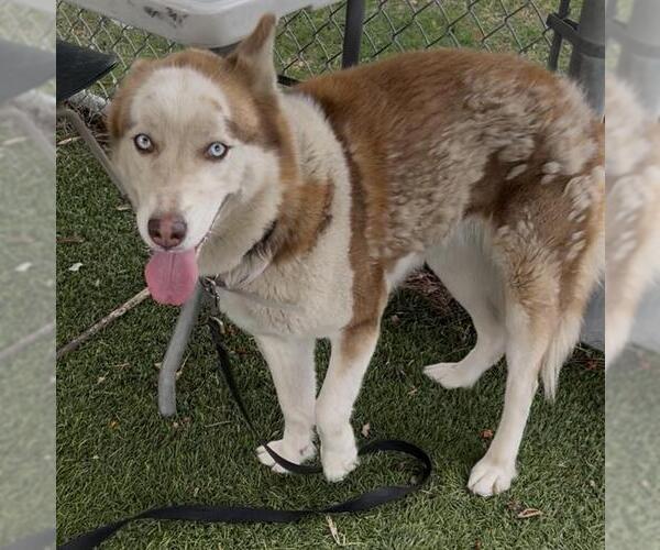 Medium Photo #2 Siberian Husky Puppy For Sale in Downey, CA, USA