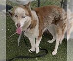 Small #1 Siberian Husky