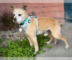 Small #1 Chihuahua