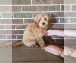 Small #2 Cockapoo (Miniature)