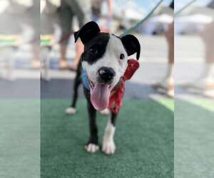 Mutt Dogs for adoption in Greenville, SC, USA