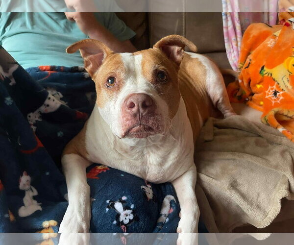 Medium Photo #17 American Staffordshire Terrier-Unknown Mix Puppy For Sale in Holly Springs, NC, USA
