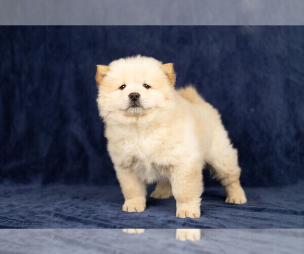 Medium Photo #9 Chow Chow Puppy For Sale in NAPPANEE, IN, USA