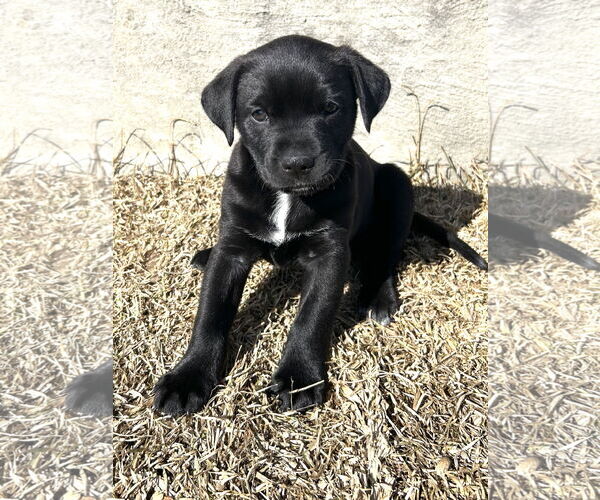 Medium Photo #3 American Staffordshire Terrier-Unknown Mix Puppy For Sale in Holly Springs, NC, USA