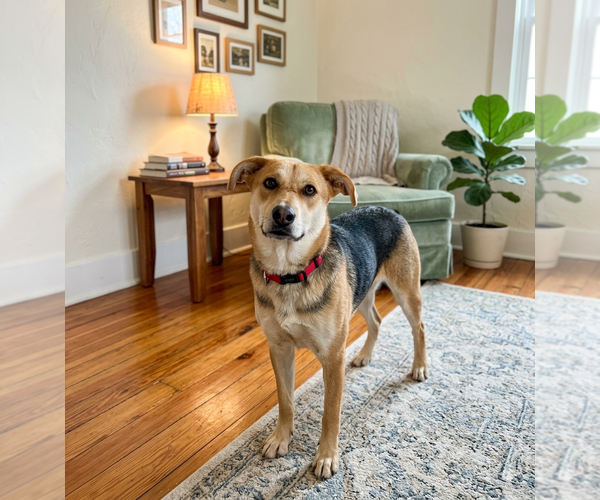 Medium Photo #2 Mutt Puppy For Sale in Genesee, WI, USA