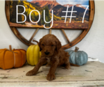 Small Photo #8 Goldendoodle Puppy For Sale in MONTROSE, CO, USA