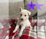 Small Photo #7 German Shepherd Dog Puppy For Sale in ALACHUA, FL, USA
