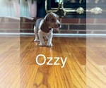 Puppy Ozzy Beagle