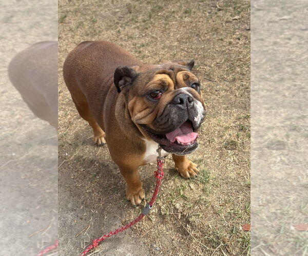 Medium Photo #3 Bulldog Puppy For Sale in San Diego, CA, USA