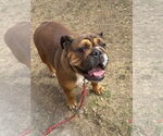 Small #2 Bulldog