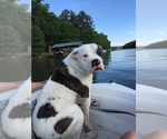 Small Photo #1 American Bulldog Puppy For Sale in MCDONOUGH, GA, USA