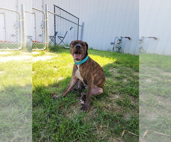 Medium Photo #2 American Pit Bull Terrier-Pointer Mix Puppy For Sale in Evansville, IN, USA